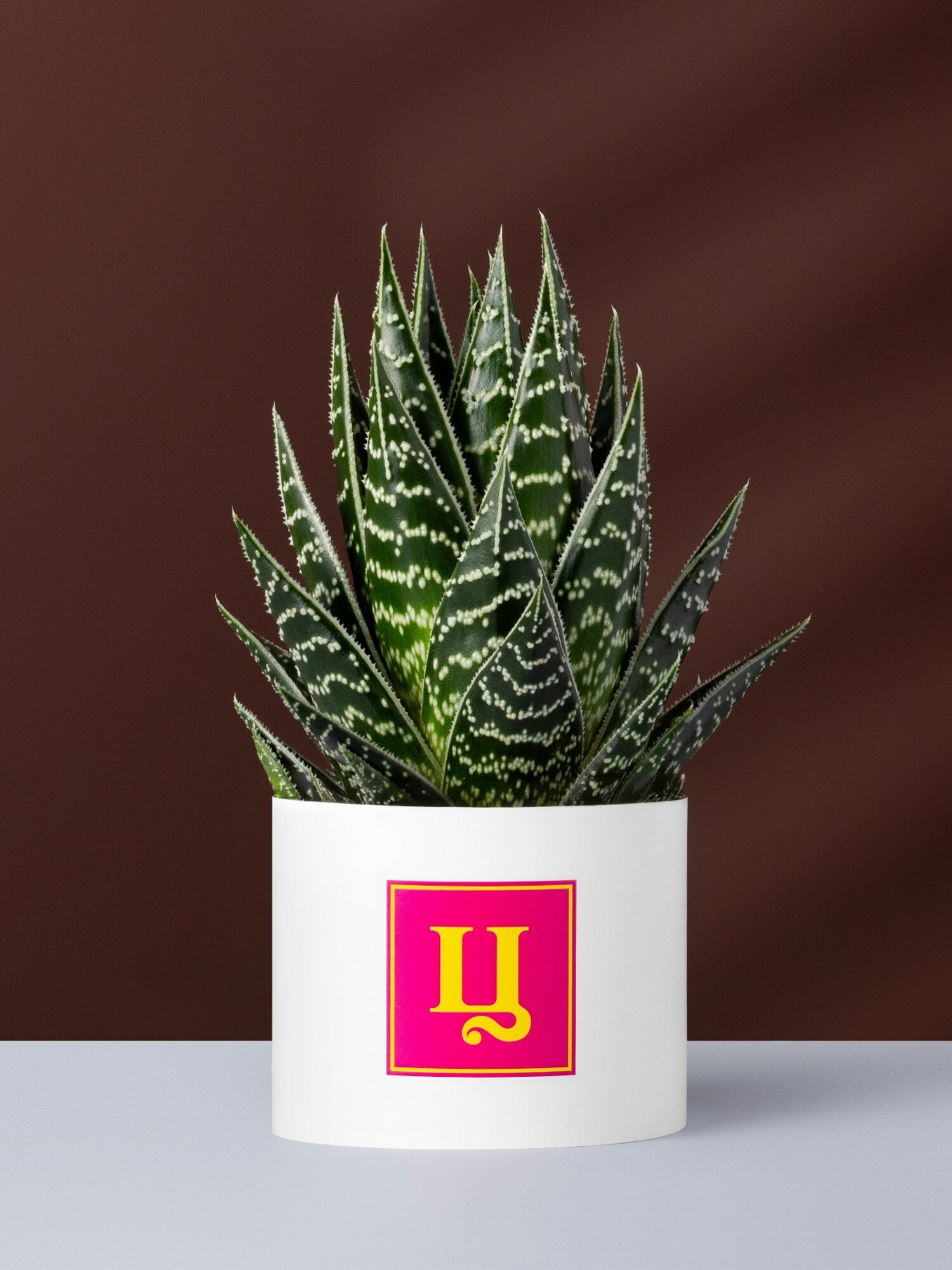 Подарочный набор "Алоэ Тики Тахи", настенное/настольное/подвесное размещение, многолетнее