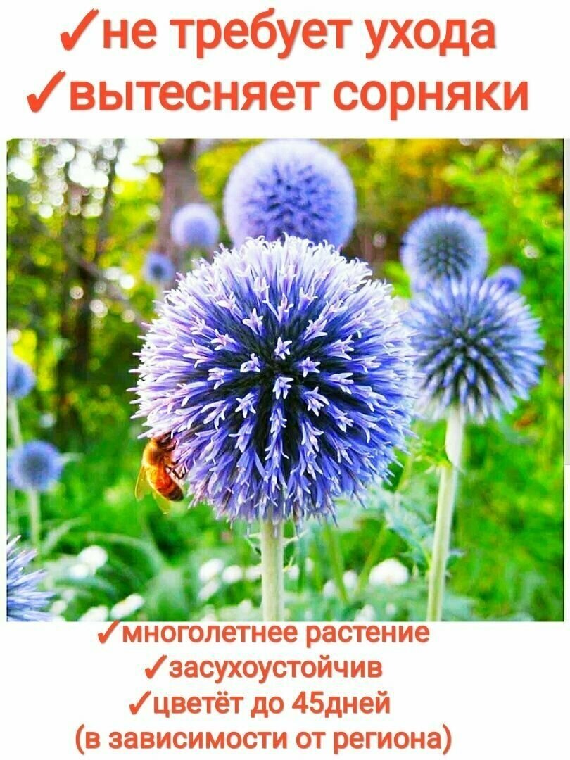 Изображение Мордовник семена отборные с пасеки, медонос/сидерат для сада/ 30шт, premium1