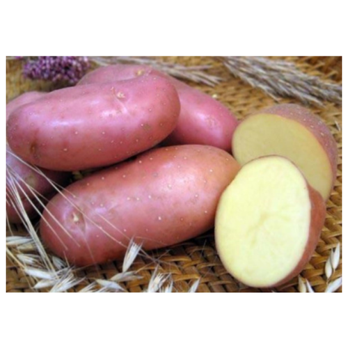 Семенной картофель ред скарлет (суперэлита) клубни калла ред алерт 14 1шт