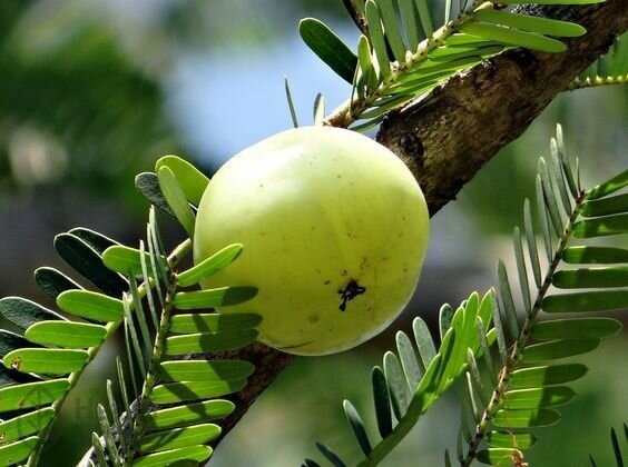 Амла - Индийский крыжовник - Миробалан серый - Амалаки (лат. Phyllanthus Emblica) семена 5шт + подарочек