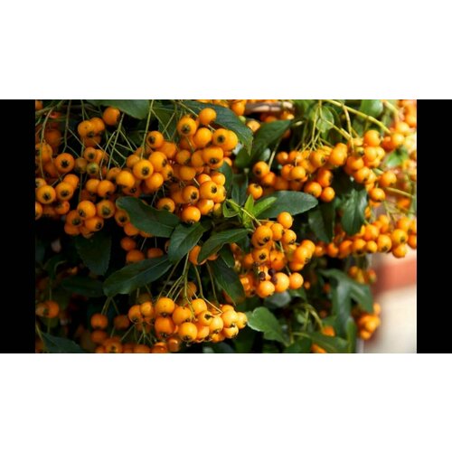 Семена Пираканта роджерса (лат. Pyracantha rogersiana) 20шт Комплект х2 распродажа! + подарок семена воронец красный и черный микс лат actaea arguta nutt 30шт комплект х2 распродажа подарок