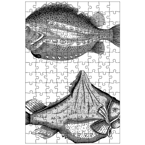 фото Магнитный пазл 27x18см."рыбы, весы, плавники" на холодильник lotsprints