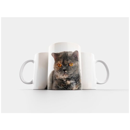 фото Кружка "кот, животное, британская короткошерстная" 320 мл lotsprints