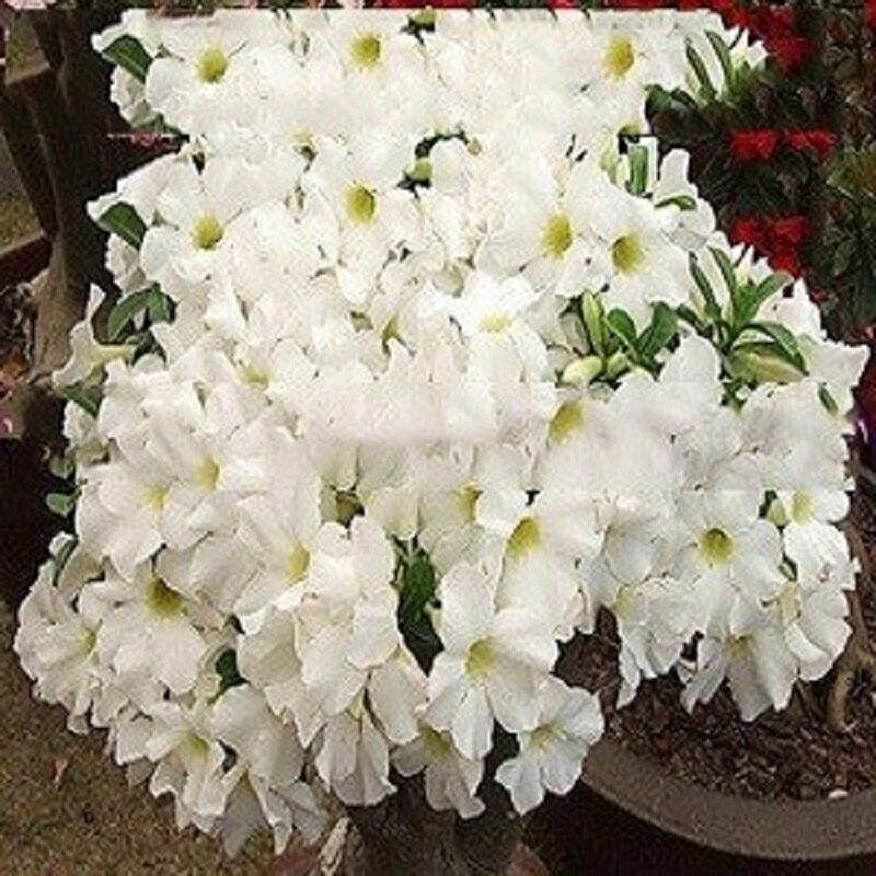 Адениум Adenium Obesum Desert Rose WHITE KING семена цветы