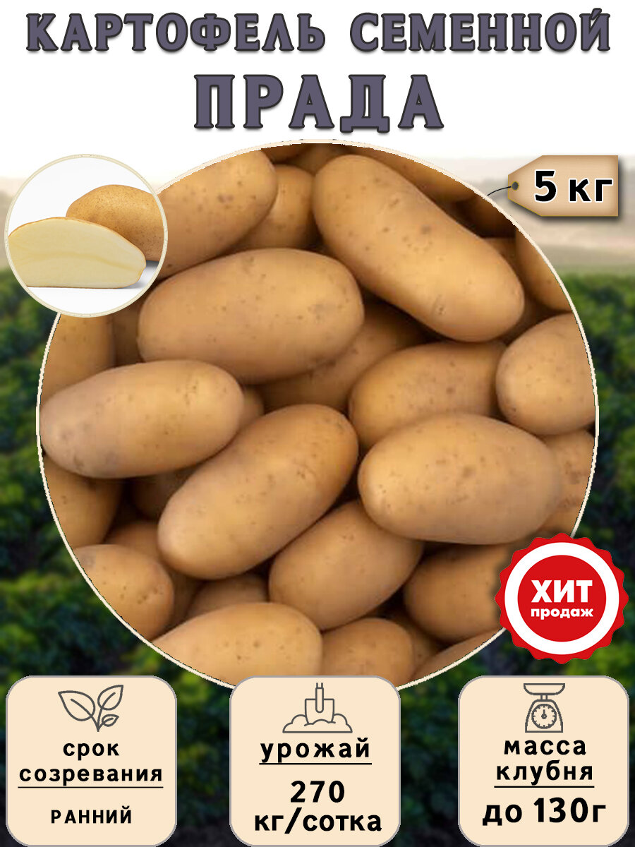 Клубни картофеля на посадку Прада (Суперэлита) 2 кг Ранний