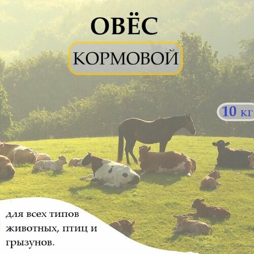 Овес кормовой/ Кормовая добавка для птиц