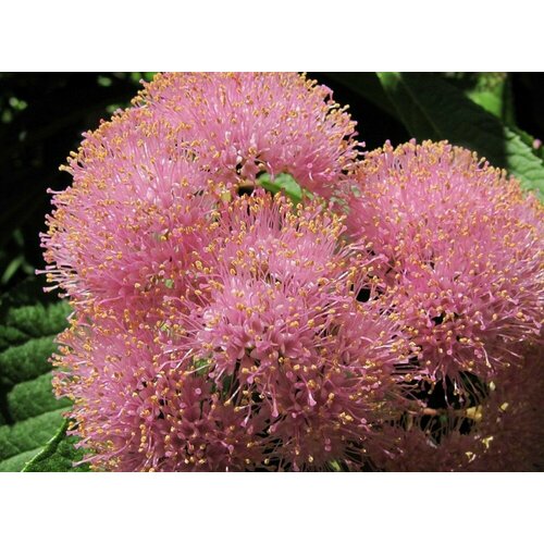 Красивоплодник Японский (лат. Callicarpa japonica) семена 10шт + подарочек