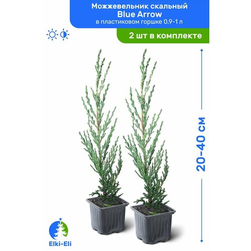 Можжевельник скальный Blue Arrow (Блю Эрроу) 20-40 см в пластиковом горшке 1-2 л, саженец, хвойное живое растение, комплект из 2 шт