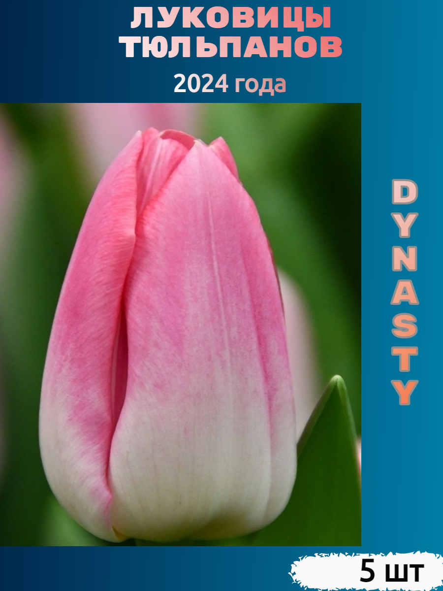 Луковицы тюльпана Dynasty (5 шт)