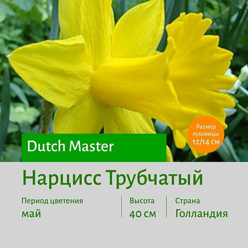 Нарцисс Дач Мастер (Dutch Master) трубчатый луковицы 3 шт сотка