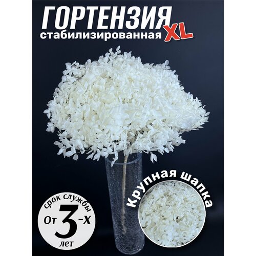 Гортензия стабилизированная