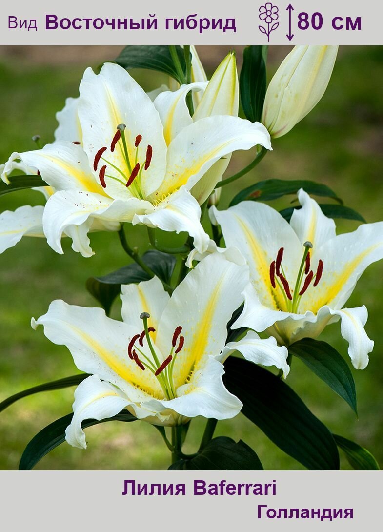 Лилия лотосовая Лотус Спринг (Lotus Spring) луковицы шт