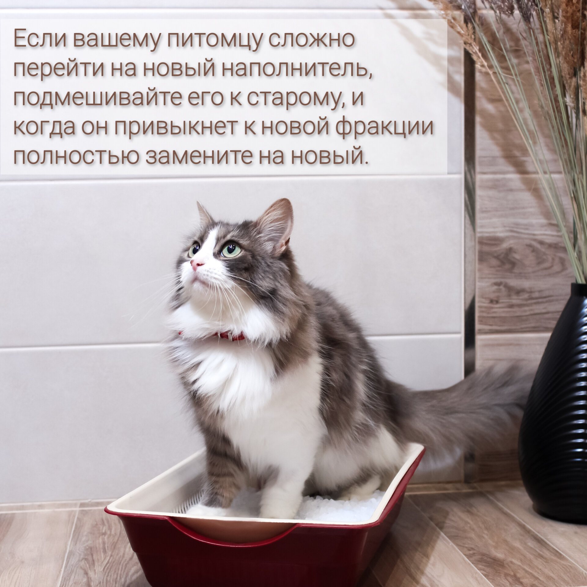 Силикагелевый наполнитель для кошачьего туалета, лотка,5л - фотография № 6
