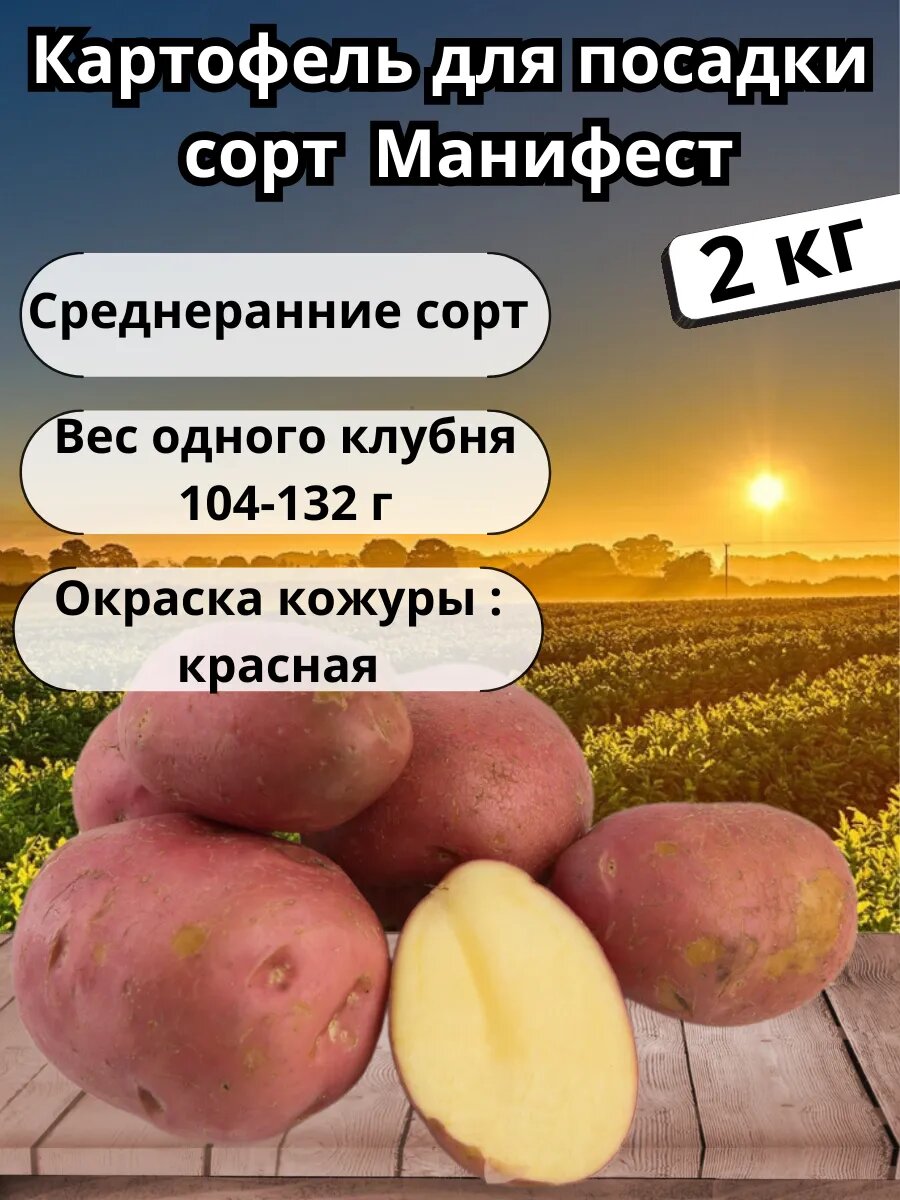 Картофель семенной 