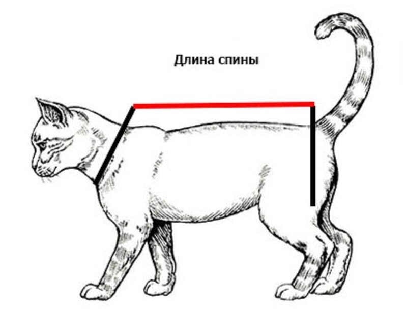 Свитшот для кошек, размер 35 (длина спины 35см), цвет индиго+бежевый/для сфинксов/сфинкс/одежда для кошек/кофта для кошек/свитер для кошек - фотография № 6