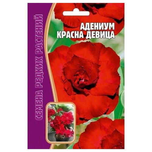 Семена Адениума Красна девица (3 сем.)