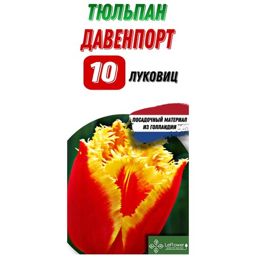 Тюльпан Давенпорт, 10 луковиц, Голландия