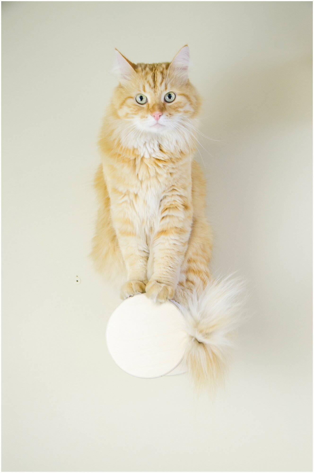 Когтеточка настенная круглая для кошек - фотография № 2