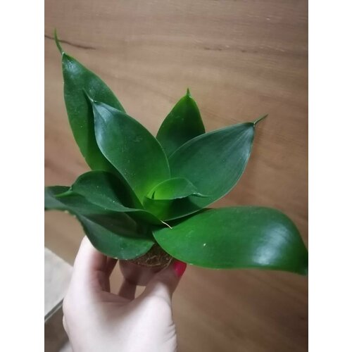 Комнатное растение сансевиерия супер ханни