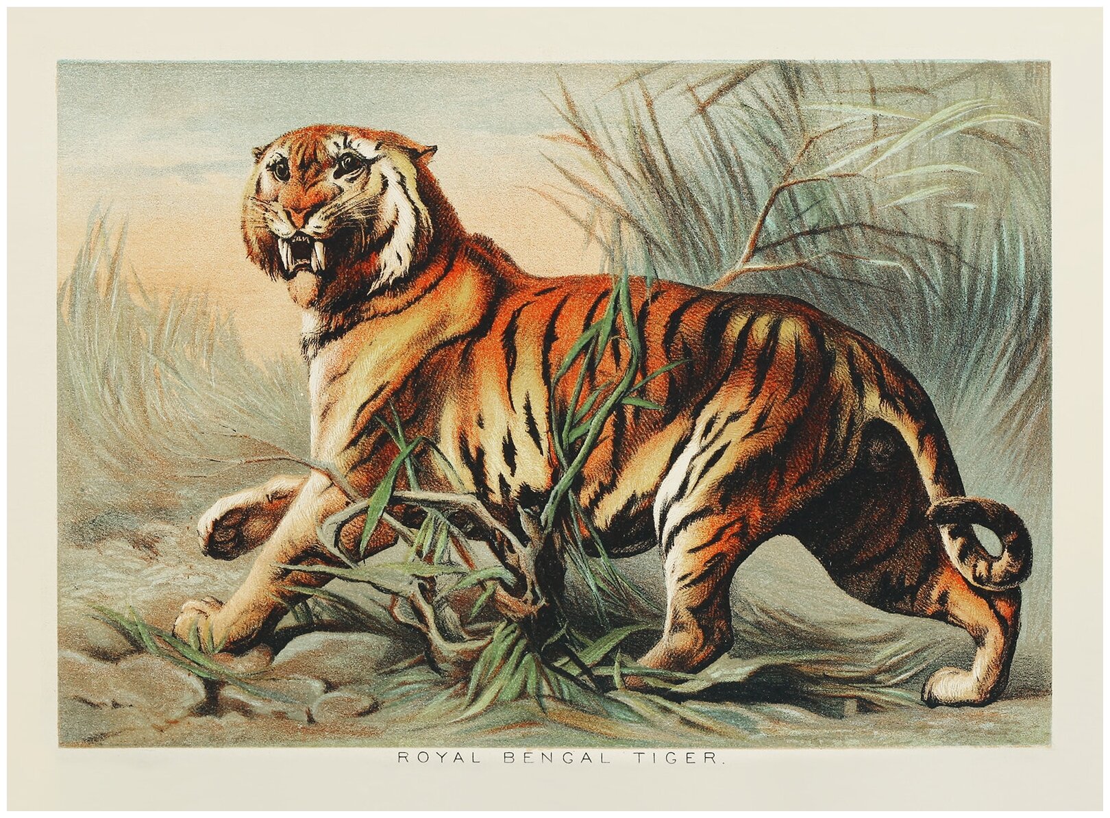 Постер / Плакат / Картина Бенгальский тигр 60х90 см в подарочном тубусе