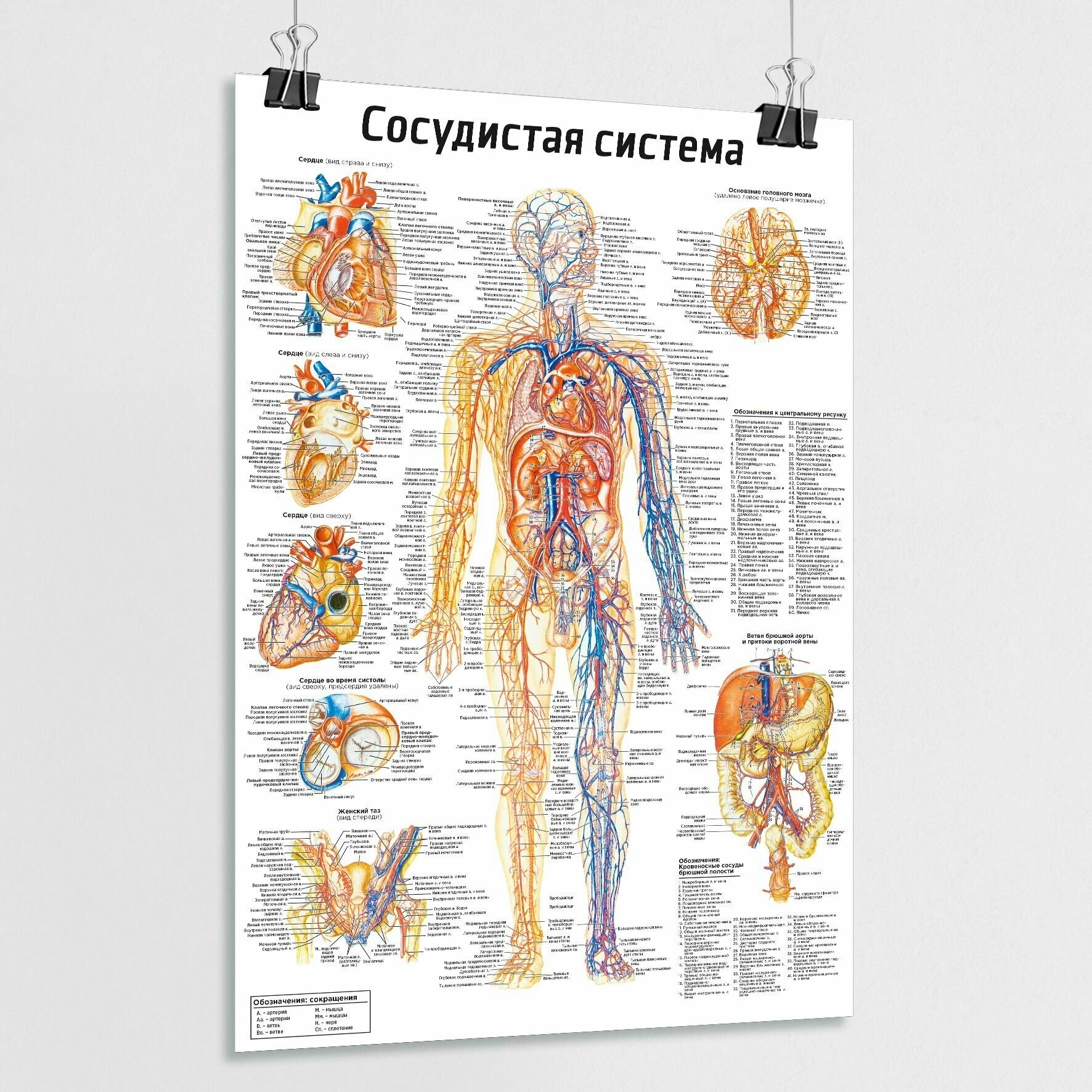 Плакат по анатомии человека "Сосудистая система" / ламинированный / А-1 (60x84 см.)