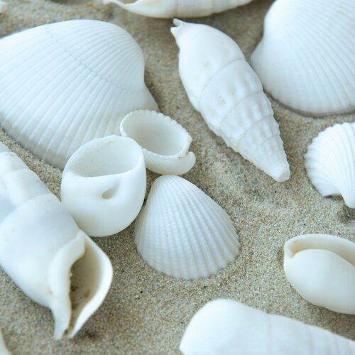 Набор натуральных морских ракушек FANTASY Ассорти белое микс отборные набор весом 1 кг 350-480 шт 430₽