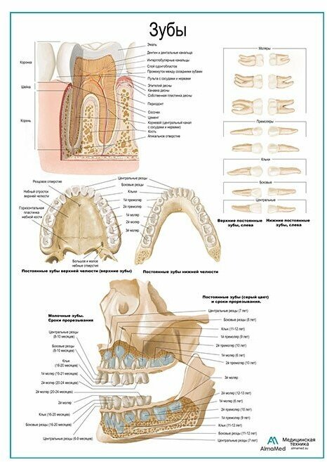 Зуб, строение, расположение плакат глянцевый глянцевая фотобумага от 200 г/кв. м, размер A1+