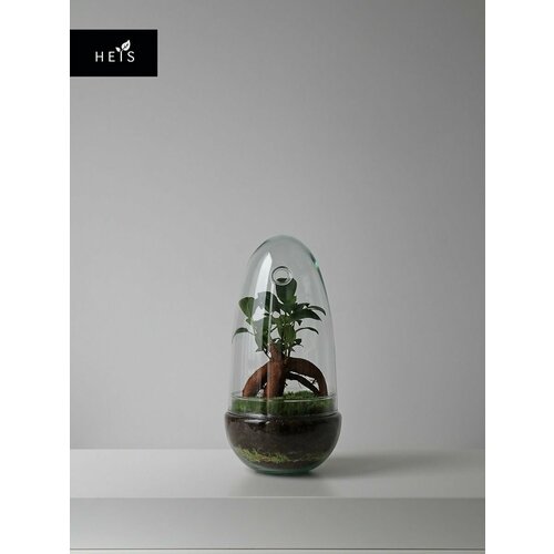 Флорариум стеклянный / экосистемы HEIS / Фикус микрокарпа Shell mini