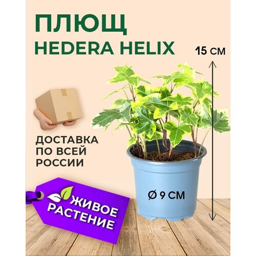 Саженец Плющ Mix, живое растение для дома, сада и улицы, вечнозелёная вьющаяся лиана в горшке, диаметр горшка 9 см, высота 15 см