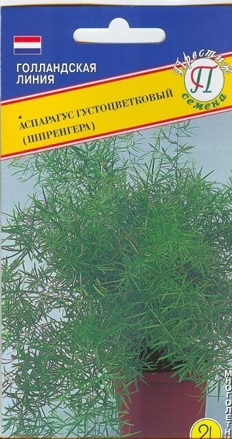 Семена Аспарагуса густоцветкового (Шпренгера) (5 семян).