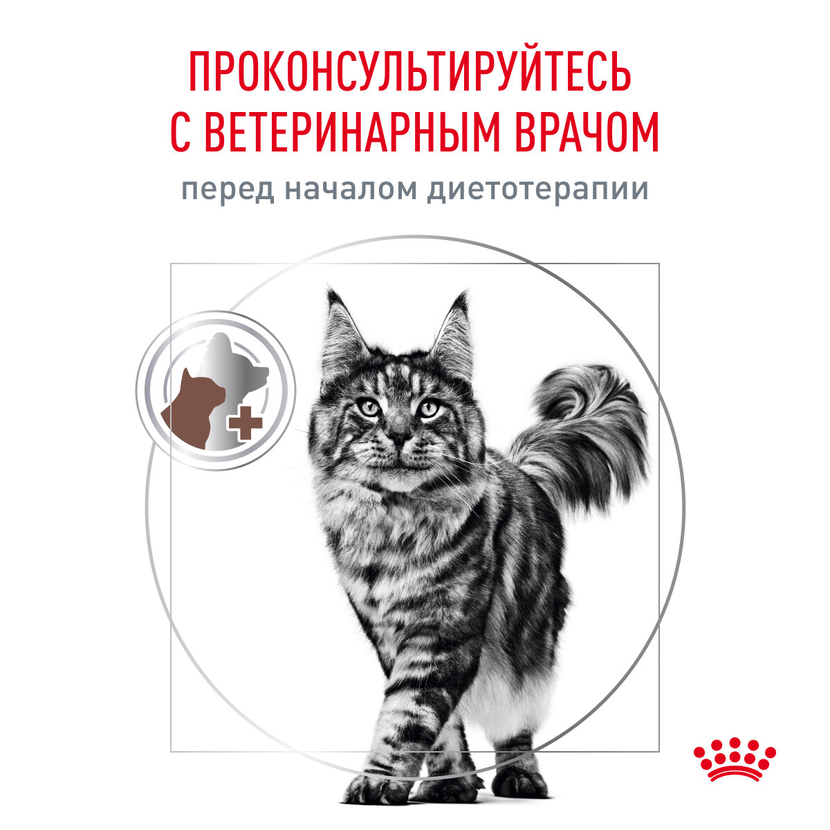 Корм для кошек ROYAL CANIN - фото №8