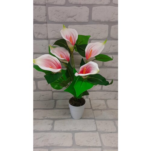 Калла в горшке 500₽