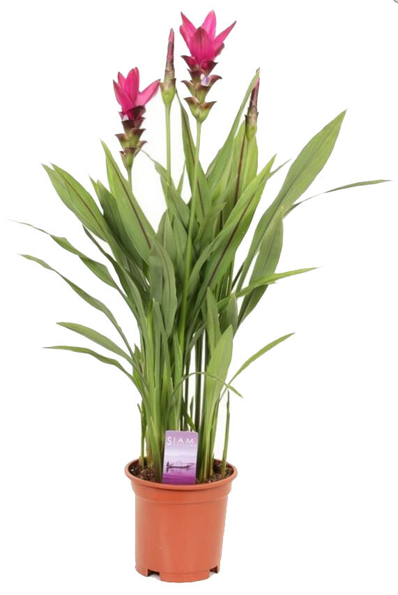 Куркума пурпурная - Curcuma Siam Strikig D13 H50