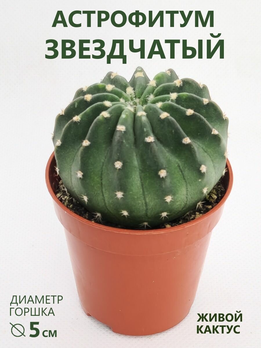 Астрофитум Звездчатый (Астрофитум Астериас) D-5 см