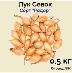 Лук севок сорт "Радар" 0.5 кг.