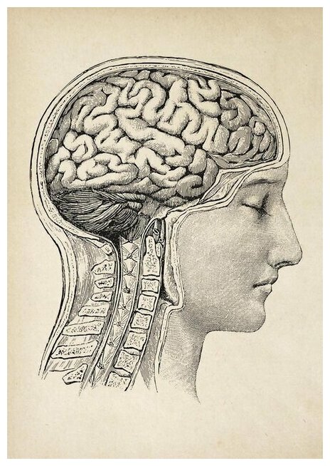 Плакат постер на холсте анатомическое пособие. человеческая голова. Размер 30 х 42 см