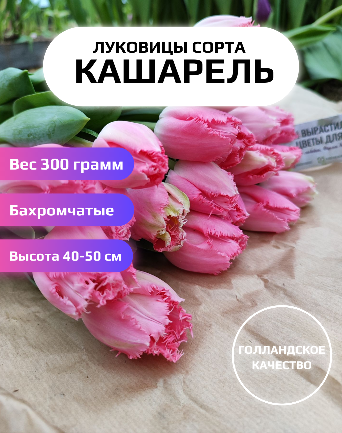 Луковицы тюльпанов сорт кашарель 300г - фотография № 1