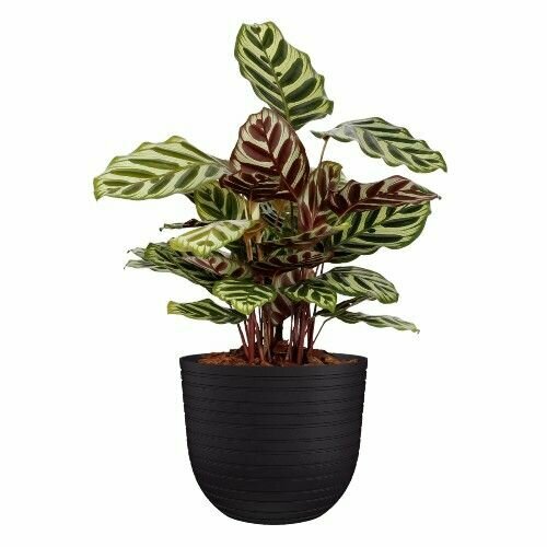 Кашпо Havana D30 H25 см