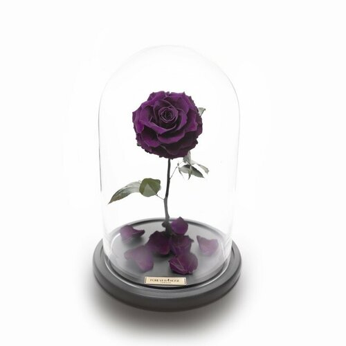 Темно-фиолетовая роза в колбе 