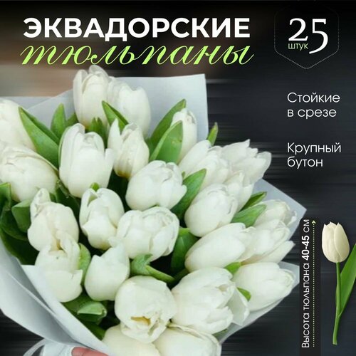 Букет белых тюльпанов 25 шт в стильной упаковке Трепет