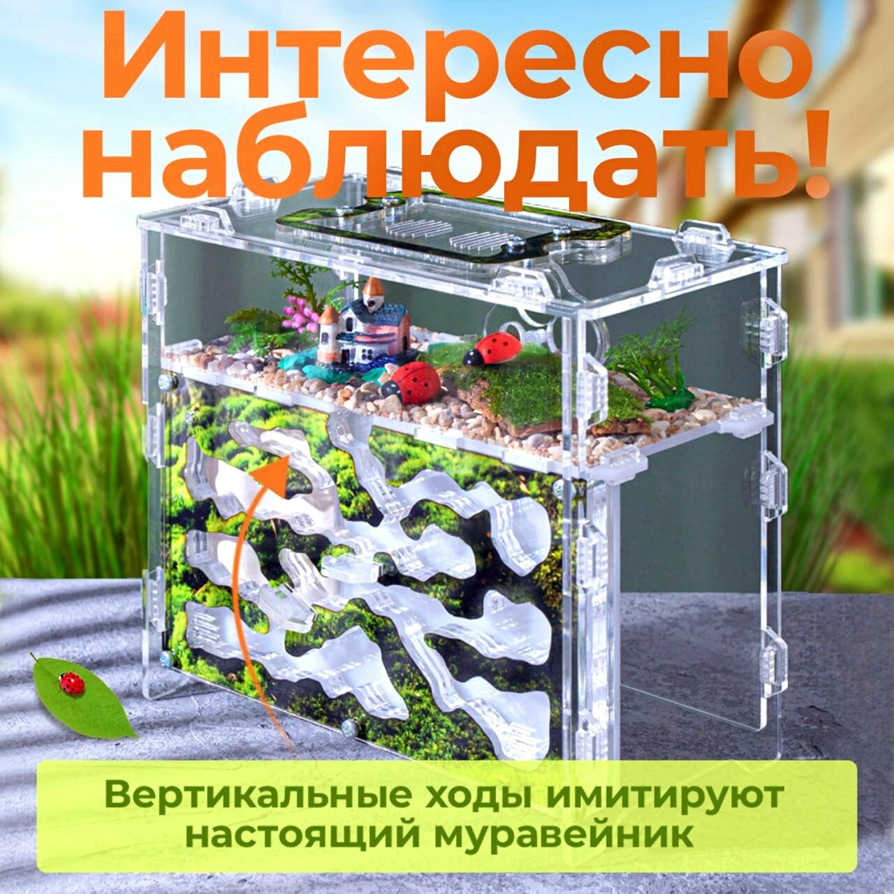 Муравьиная ферма "Горный мох" ВСЕ включено декор+корм в подарок — фото 1