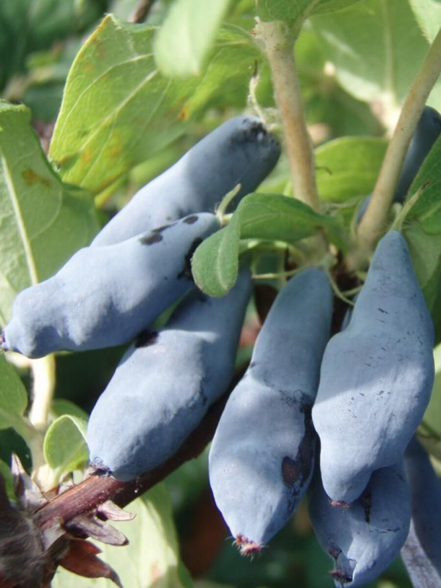 Жимолость Восторг  съедобная  многолетняя  для всех регионов