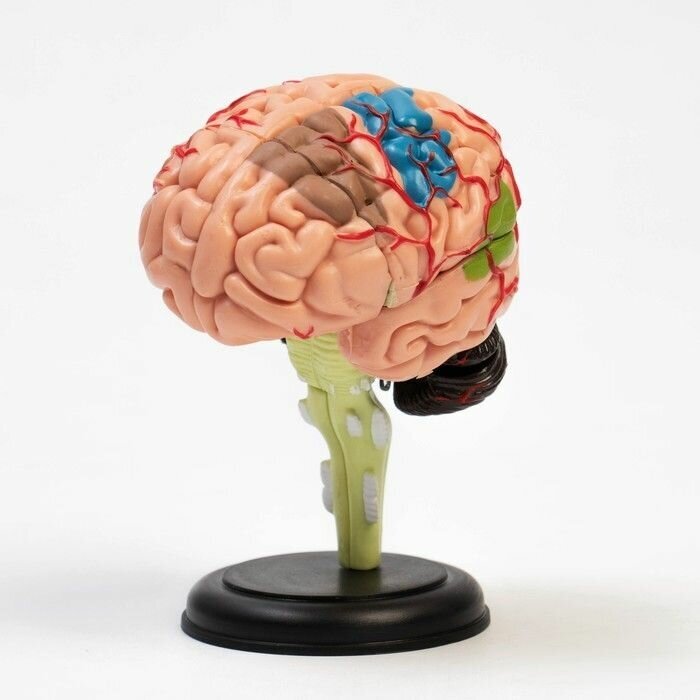 Макет "Мозг человека" разборный, 10 10 см