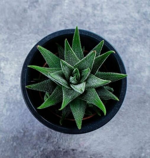 Хавортия оттянутая или хавортия аттенуата (Haworthia attenuata) D5см