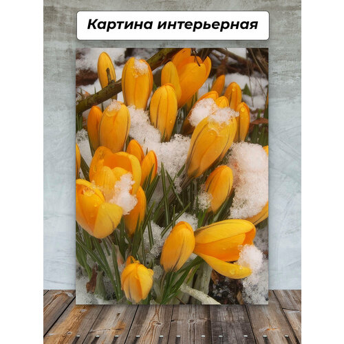 Картины для интерьера 40х60 Тюльпаны в снегу весна