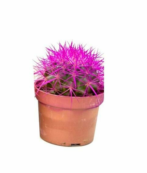 Эхинокактус Грузони малиновый - Echinocactus grusonii painted D5 H9