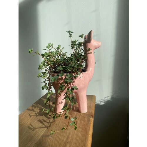 Цветок в горшке живой, комнатное растение Пилея в кашпо Лама