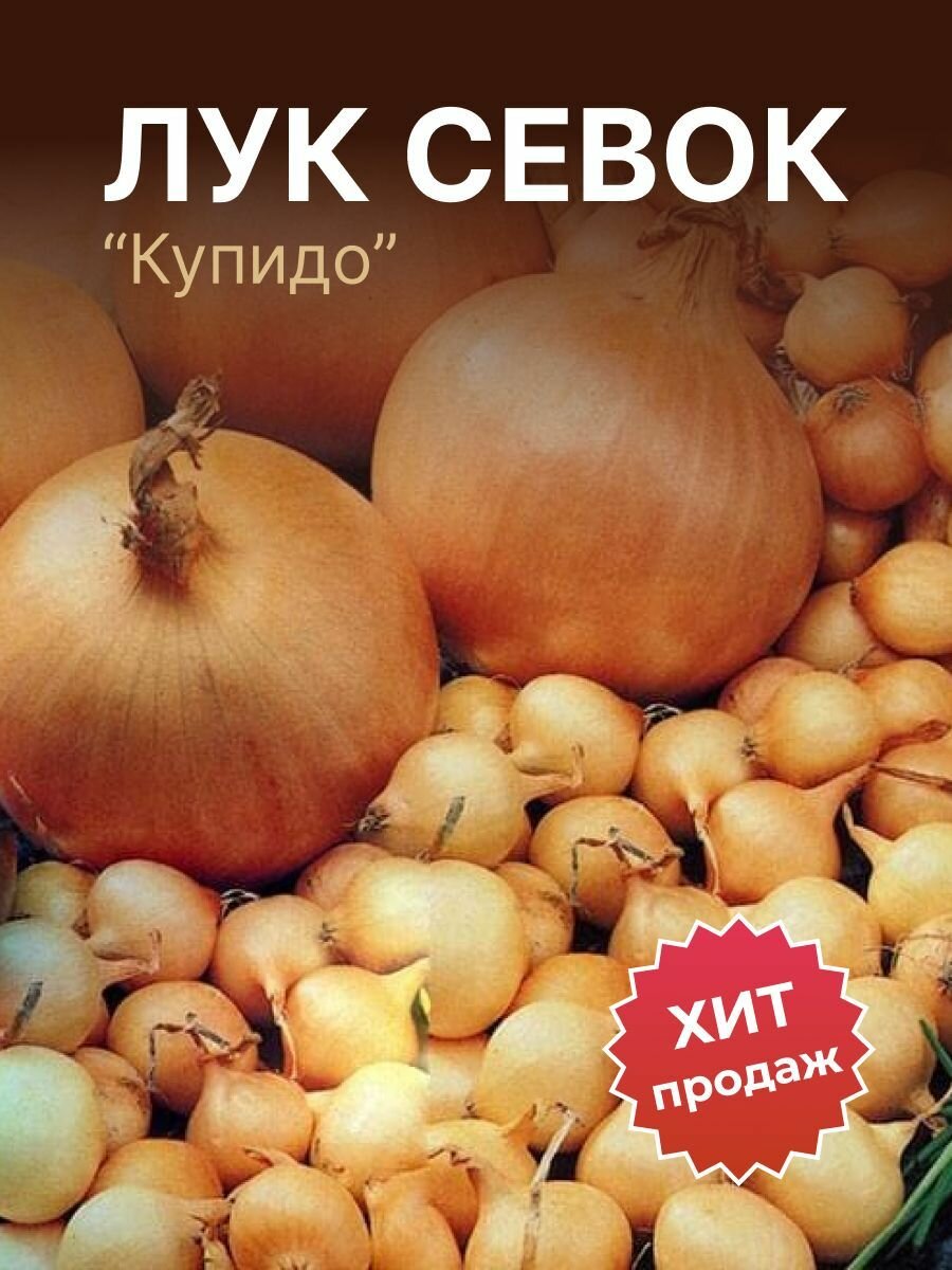 Лук севок на посадку 