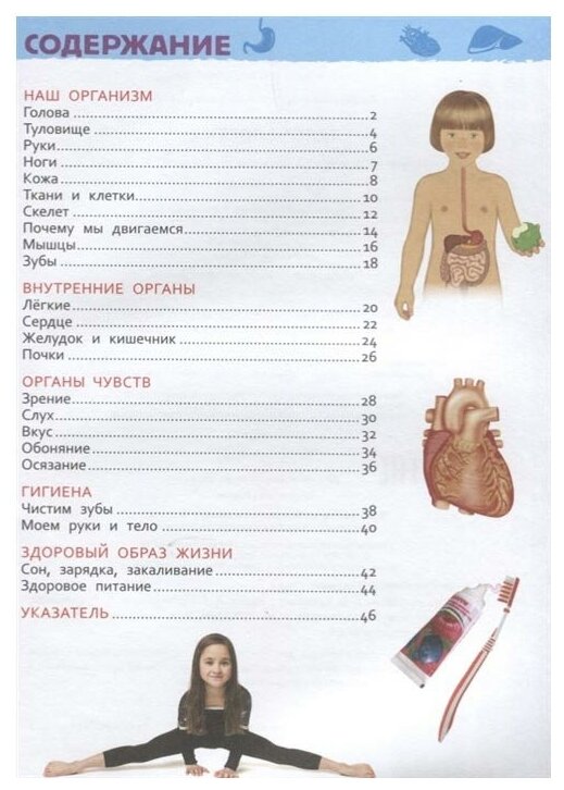 Тело человека (Клюшник Лариса Владимировна) - фото №5