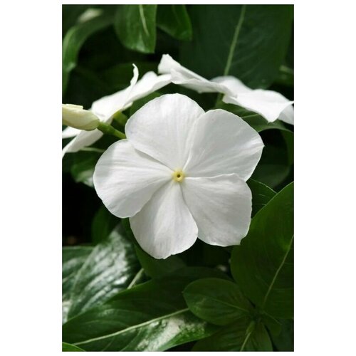 Катарантус (Барвинок) Хитвейв, белый, обильно цветущий комнатный многолетник, прост в выращивании, 7 семян гибискус сирийский комнатный многолетник 1уп 7 семян